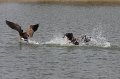 062-DH20110314-Golf