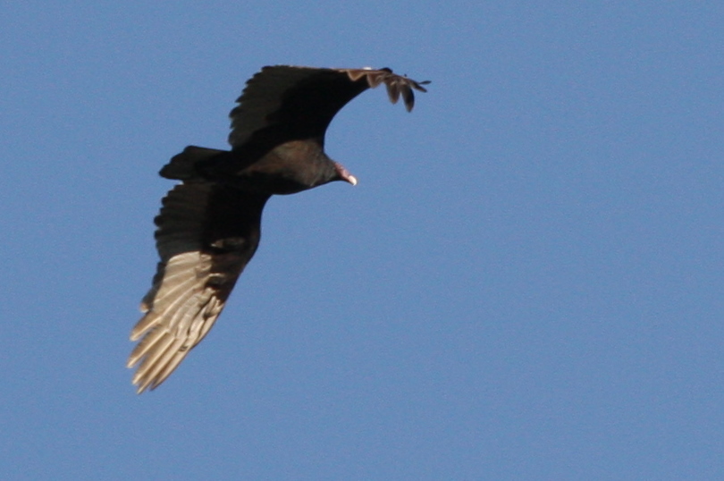 001-DH20101019-Whitmire.JPG