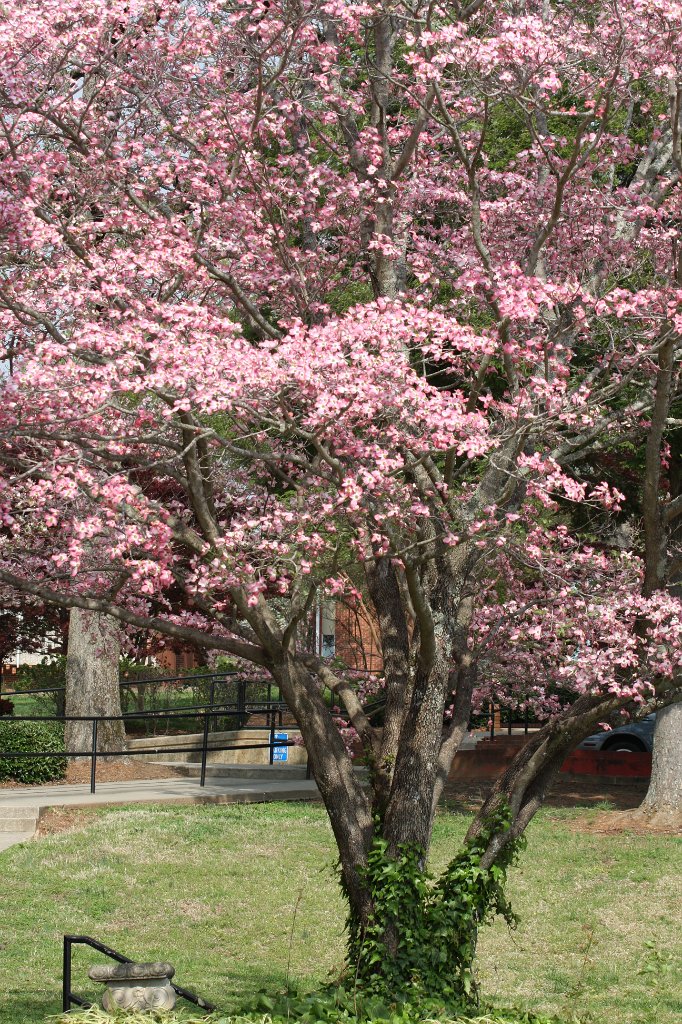 252-DH20110409-Furman.JPG